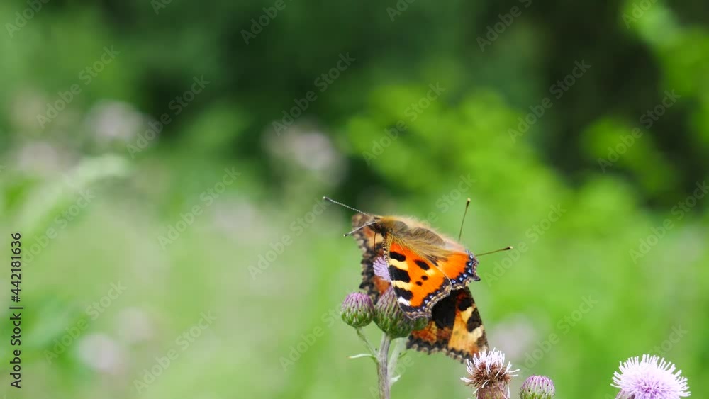 Two hives butterflies on a thistle flower are eating nectar. Two hives butterflies on a thistle flower are eating nectar.