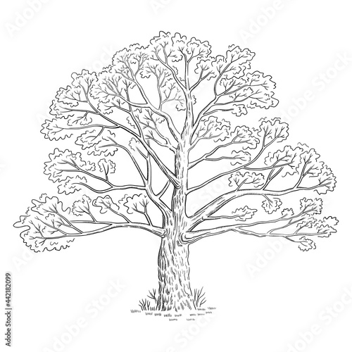 Vector illustration with sketch tree, black and white line art