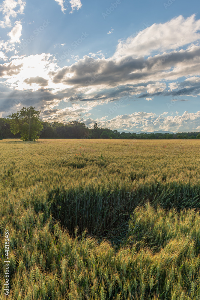 Poured into a cereal field, France. Poured into a cereal field, France.