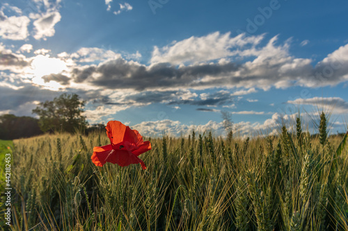 Poppy in a sunny grain field.