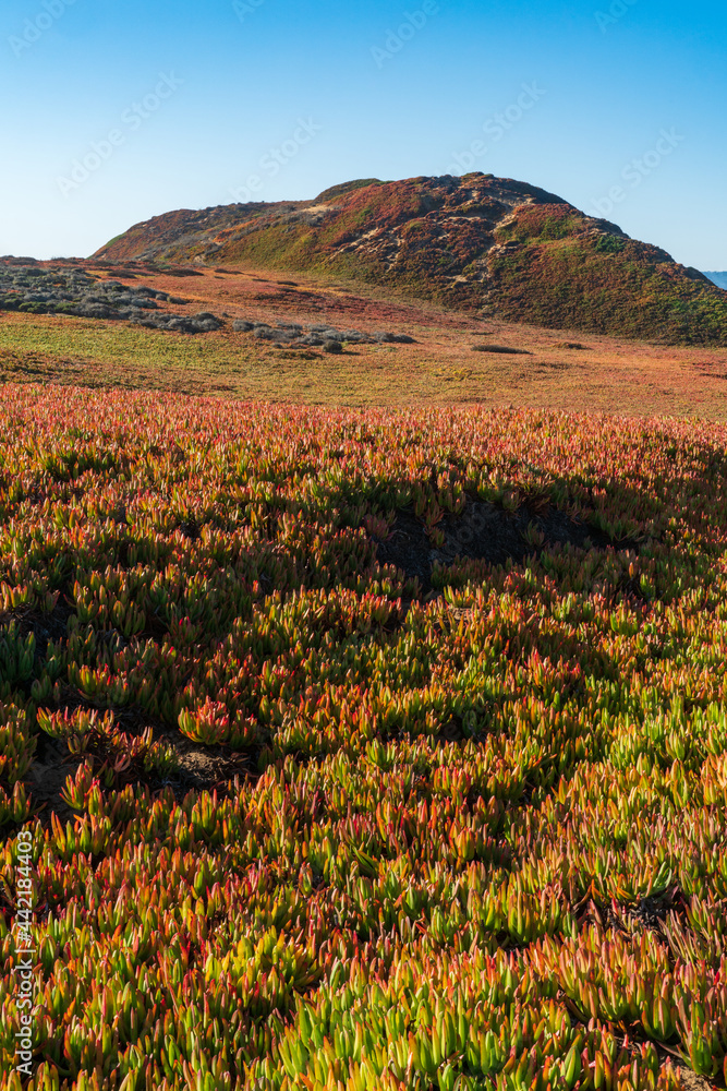 Fototapeta premium Fort Ord Dunes State Park in Coastal Monterey