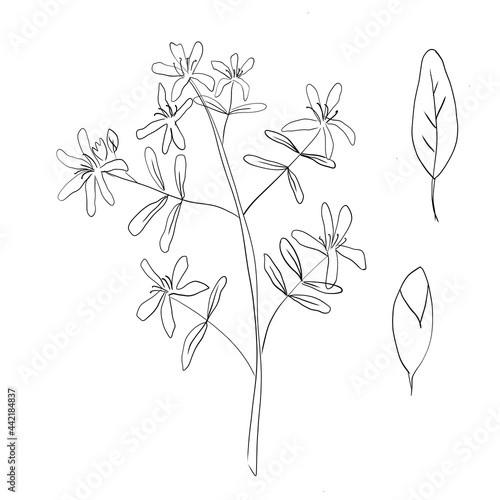 St. John's wort black and white illustration