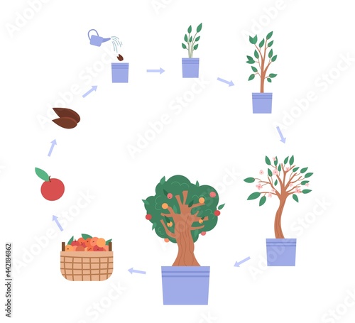 Cycle of growth apple tree from sprout seed to harvest from plant with fruits.