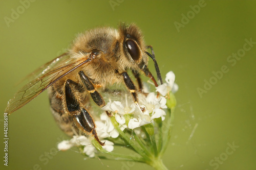 Closeup on a worked honey bee, Apis meilfera , sipping nectar from a white flower