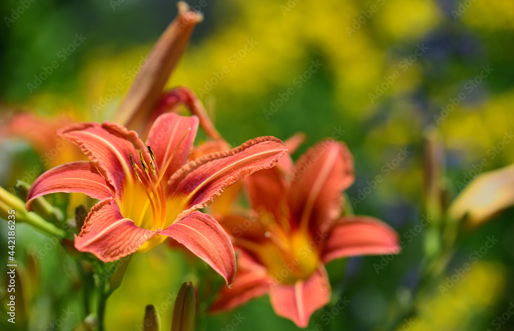 Close-up of an orange daylily that has opened its petals against a bright yellow background in the sun Close-up of an orange daylily that has opened its petals against a bright yellow background in the sun