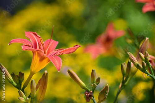 Close-up of an orange daylily that has opened its petals against a bright yellow background in the sun
