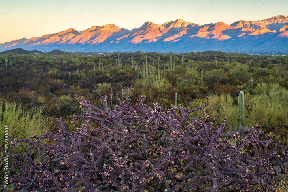 Obraz premium Sunrise at Saguaro National Park in Southern Arizona