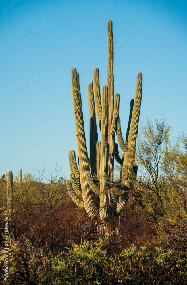 Cactus Sunrise at Saguaro National Park in Southern Arizona