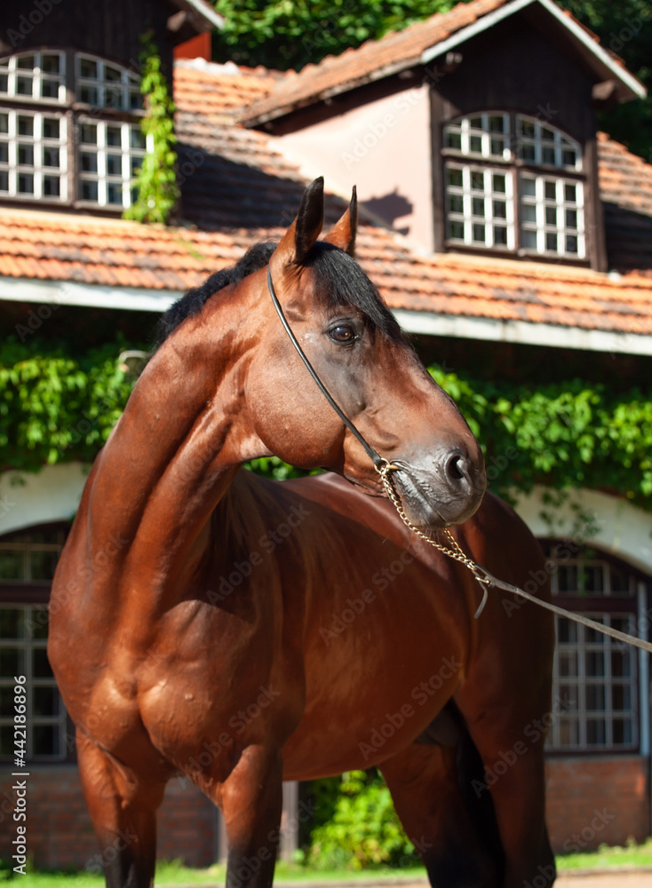 Fototapeta premium portrait of amazing bay TRakehner breed stallion posing against stable building. sunny evening
