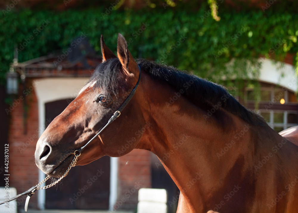 Obraz premium portrait of amazing bay Trakehner breed stallion posing against stable building. sunny evening