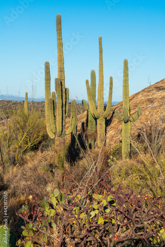 Cacti at Saguaro National Park in Southern Arizona © Zack Frank