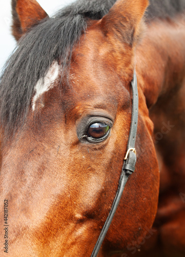 beautiful eye of the bay horse closeup. cloudy day