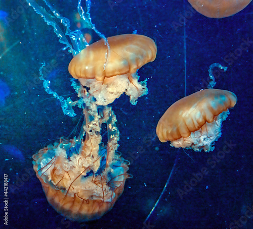 Jellyfish in Motion 