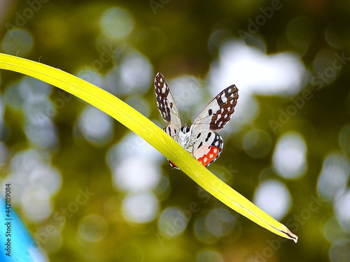 butterfly on a leaf