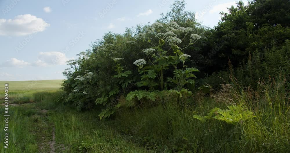 Tall flower hogweed - a dangerous plant Tall flower hogweed - a dangerous plant