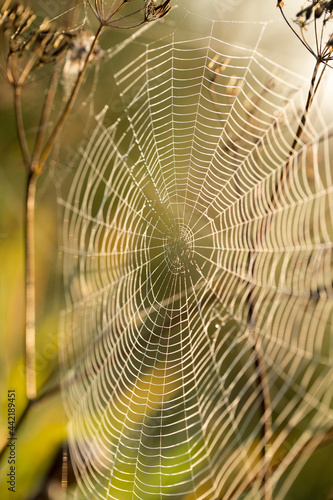 Cobweb and spider in the early morning on the grass