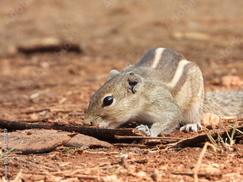 CHIMPUCK - STRIPED SEQUIRREL