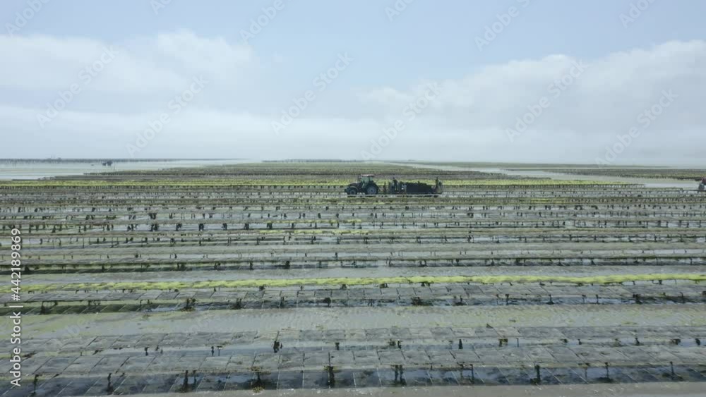 Oyster Farm Workers With Tractor And Trailer Harvesting In Normandy, France. drone pullback Oyster Farm Workers With Tractor And Trailer Harvesting In Normandy, France. drone pullback