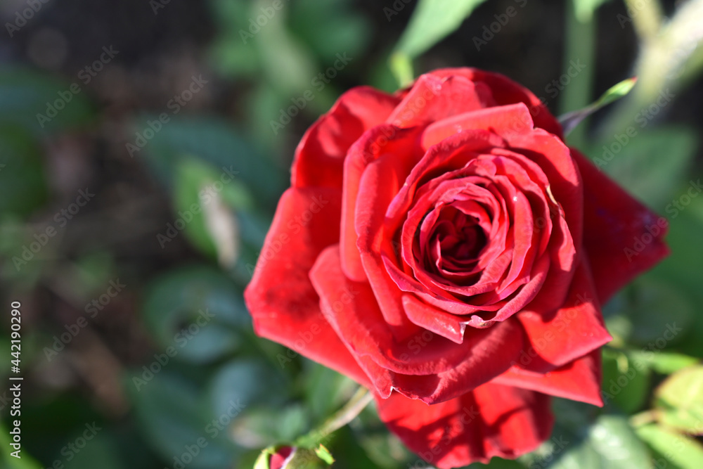Red large rose flower in the afternoon in the garden Red large rose flower in the afternoon in the garden