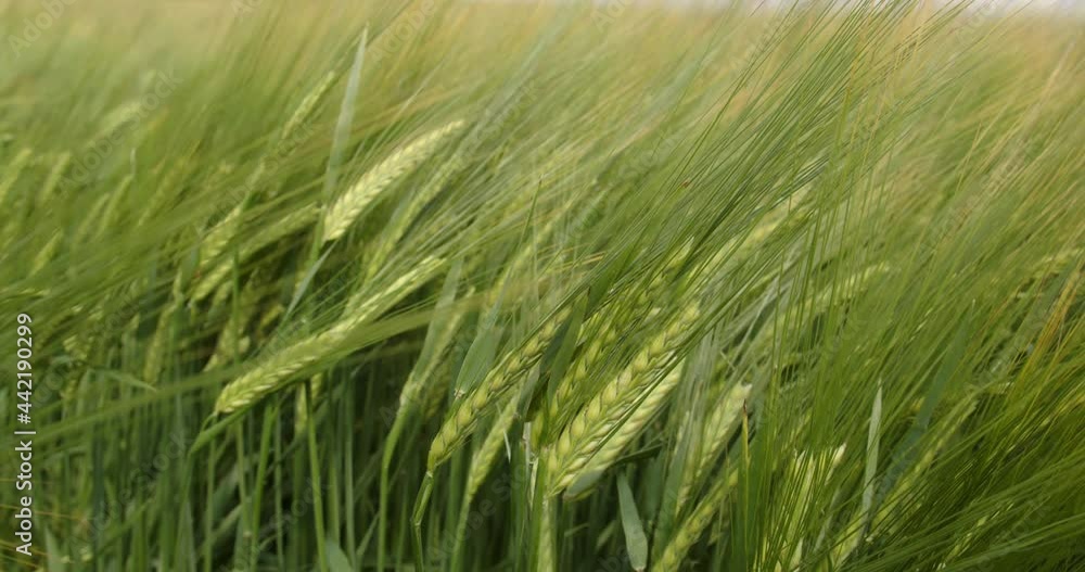 The wind sways in a field of young ears of wheat. Spikelets are filled with grain The wind sways in a field of young ears of wheat. Spikelets are filled with grain