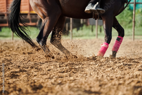 horse legs - polo horse training