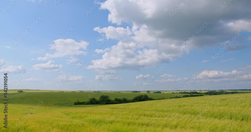 White clouds in the blue sky float quickly in the fields of wheat. White clouds in the blue sky float quickly in the fields of wheat.