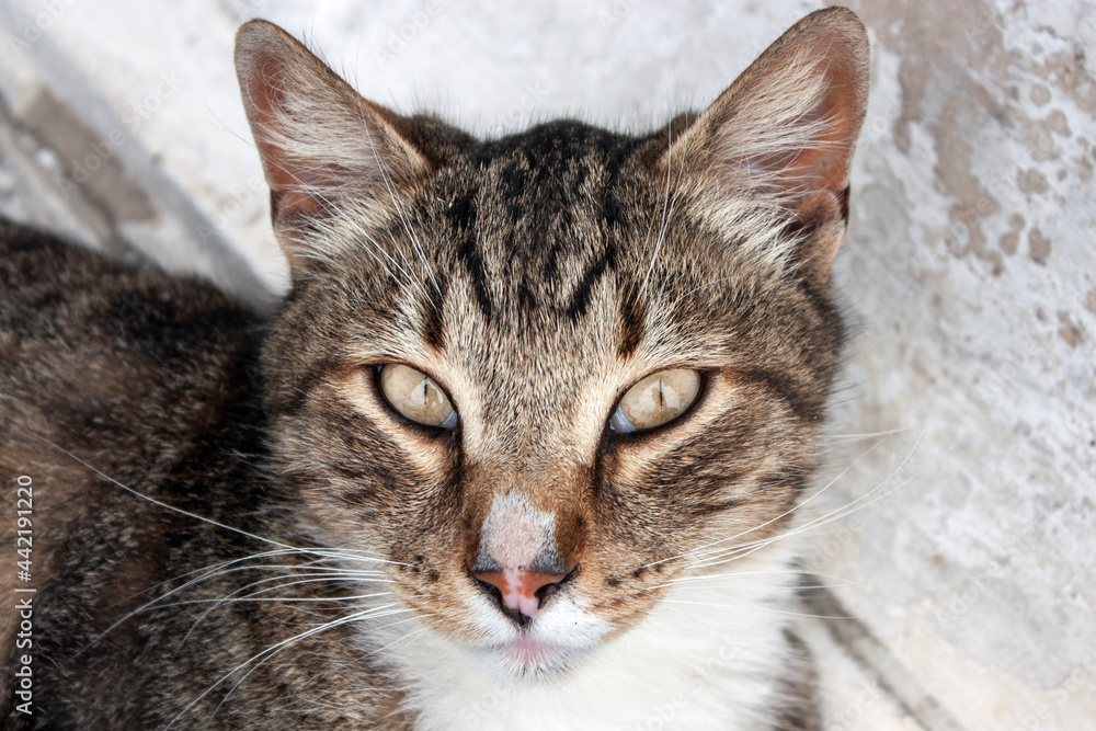 The muzzle of a cat with a striped color. Tabby cat looks into the camera. Cat full face close-up. The muzzle of a cat with a striped color. Tabby cat looks into the camera. Cat full face close-up.