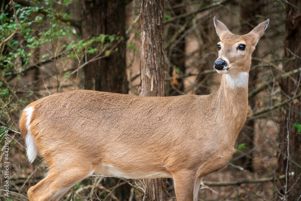 Young Doe at Chickasaw National Recreation Area, Oklahoma