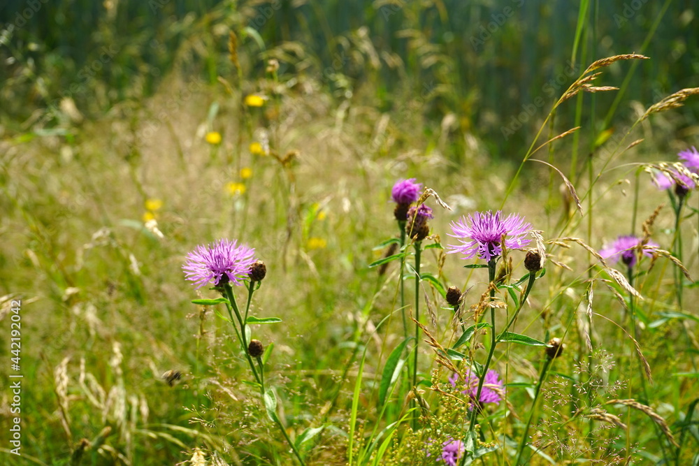 Obraz premium Blühwiese mit rosa Blüten der Wiesen-Flickenblume im Sommer, Artenschutz, Bienenweide, Bienenrettung 
