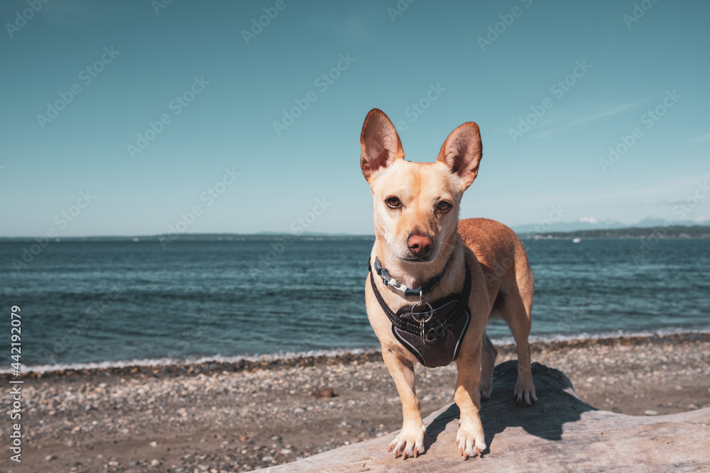 A small brown chihuahua like dog sits on a log at a beach with the ocean in the background