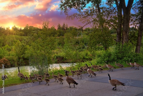 Fototapeta Gaggle Of Geese Walking Towards The Water At Sunrise