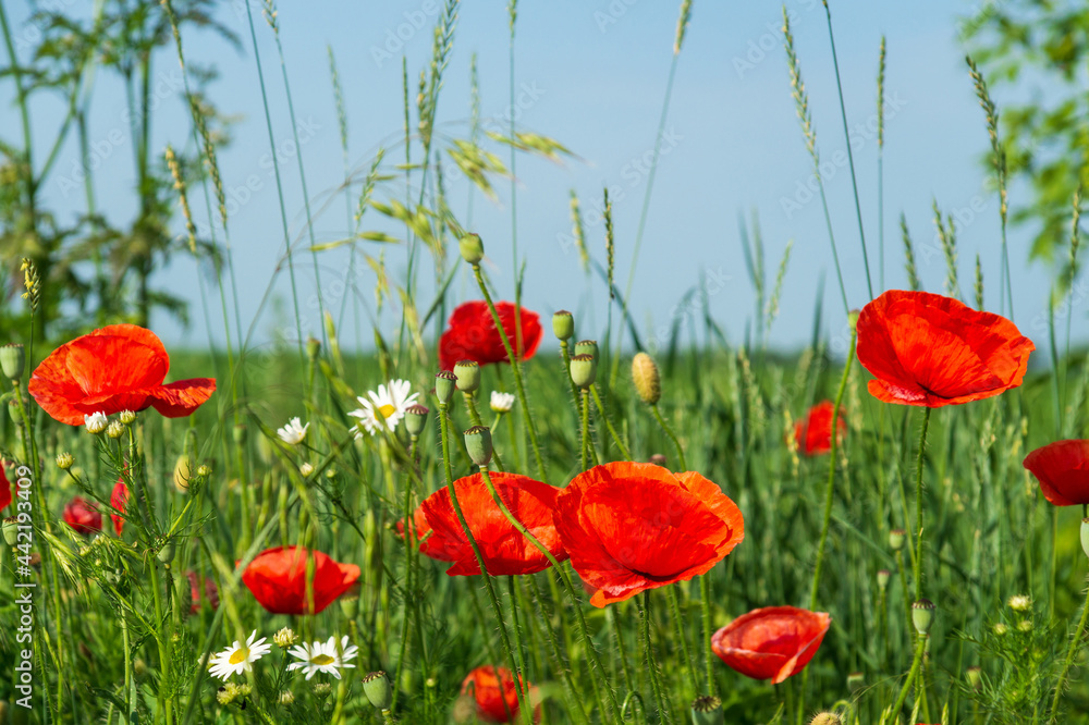 Obraz premium Red poppies and chamomiles with green grass in the meadow. Summer wildflowers meadow flowers on a background of blue sky