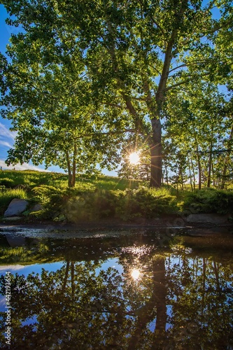 Sunny Sky Reflecting On A Puddle Of Water