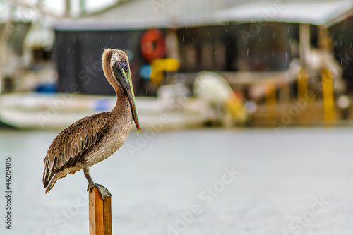 louisiana brown pelican on the water at the edge of a fishing camp photo