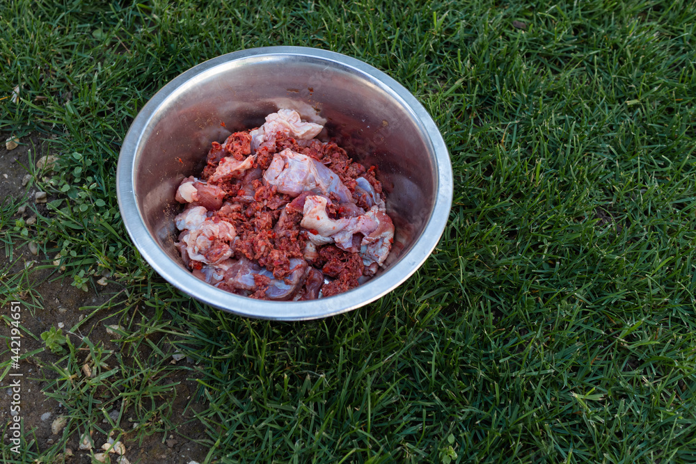 Feeding dog with a healthy raw meat food diet.