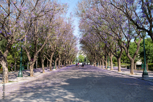 Fototapeta Naklejka Na Ścianę i Meble -  Jacaranda mimosifolia trees on street that drives to Zappeion Megaron Athens, Greece.