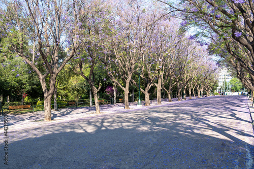 Fototapeta Naklejka Na Ścianę i Meble -  Jacaranda mimosifolia trees on street that drives to Zappeion Megaron Athens, Greece.