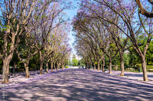 Fototapeta Naklejka Na Ścianę i Meble -  Jacaranda mimosifolia trees on street that drives to Zappeion Megaron Athens, Greece.