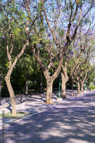 Jacaranda mimosifolia trees on street that drives to Zappeion Megaron Athens, Greece.