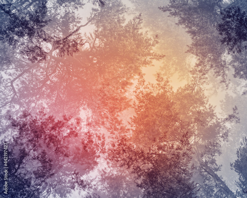 Blurred, mystical, natural background of pine trees. The pine forest is a view from below of the treetops and the sky with a dark, vintage treatment that gives an atmosphere of mysticism and unreality