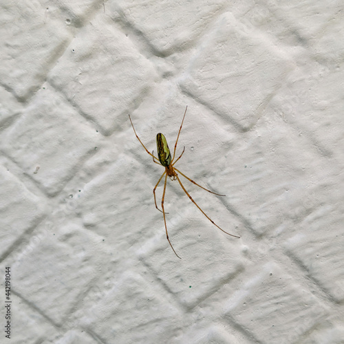 Spider on a white painted tile wall background, closeup