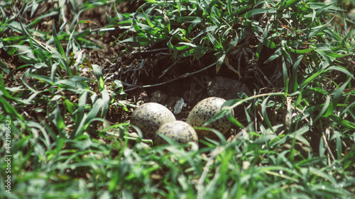 BIRD EGGS IN A NEST ON EARTH IN THE MIDDLE OF A PASTURE © Victor Photo Stock