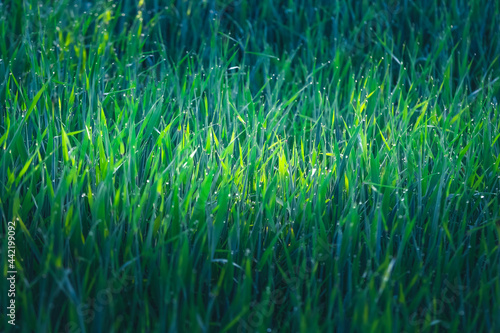Rosa na porannej trawie, blask słońca centralnie na trawie
