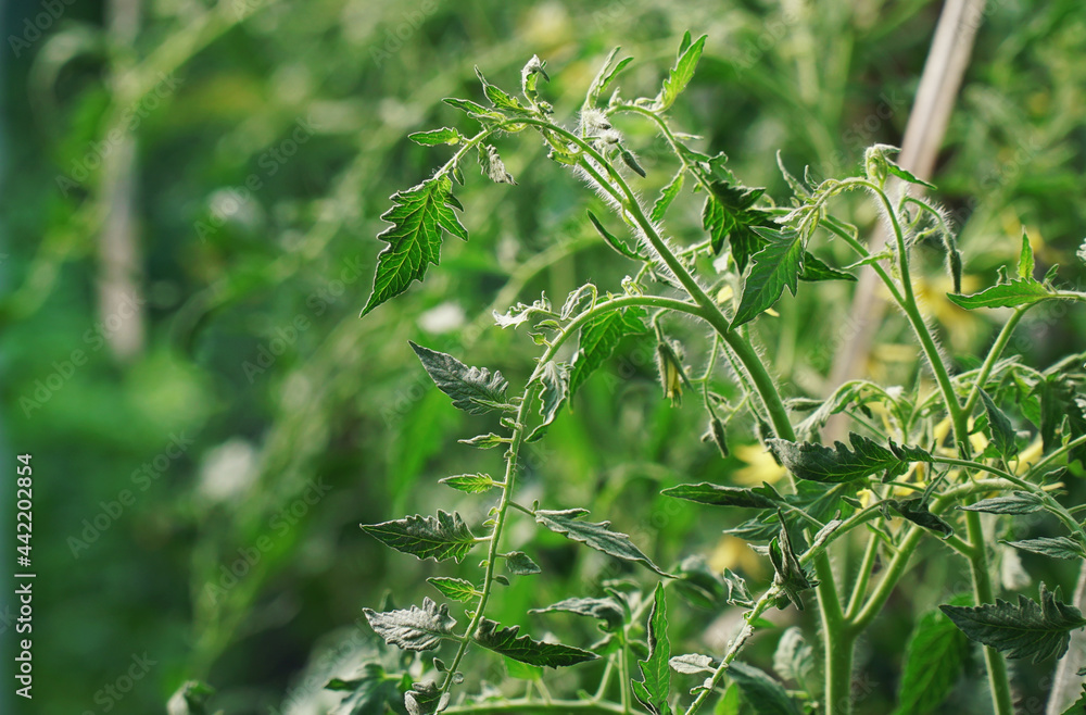 cherry tomatoes leaf are on the green foliage cherry tomatoes leaf are on the green foliage
