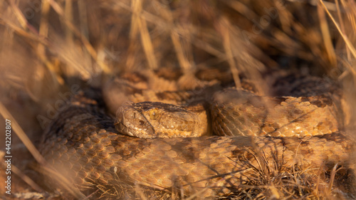 A Great Basin Rattlesnake is curled up in the dry brown grass. Early morning sunlight and shadows of the grass paint his already camouflaged body with warm light and shifting shadows.   photo