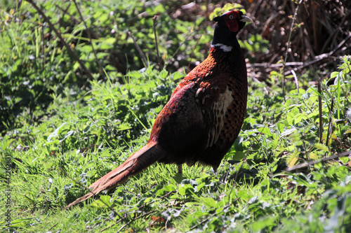 A Pheasant on the grass