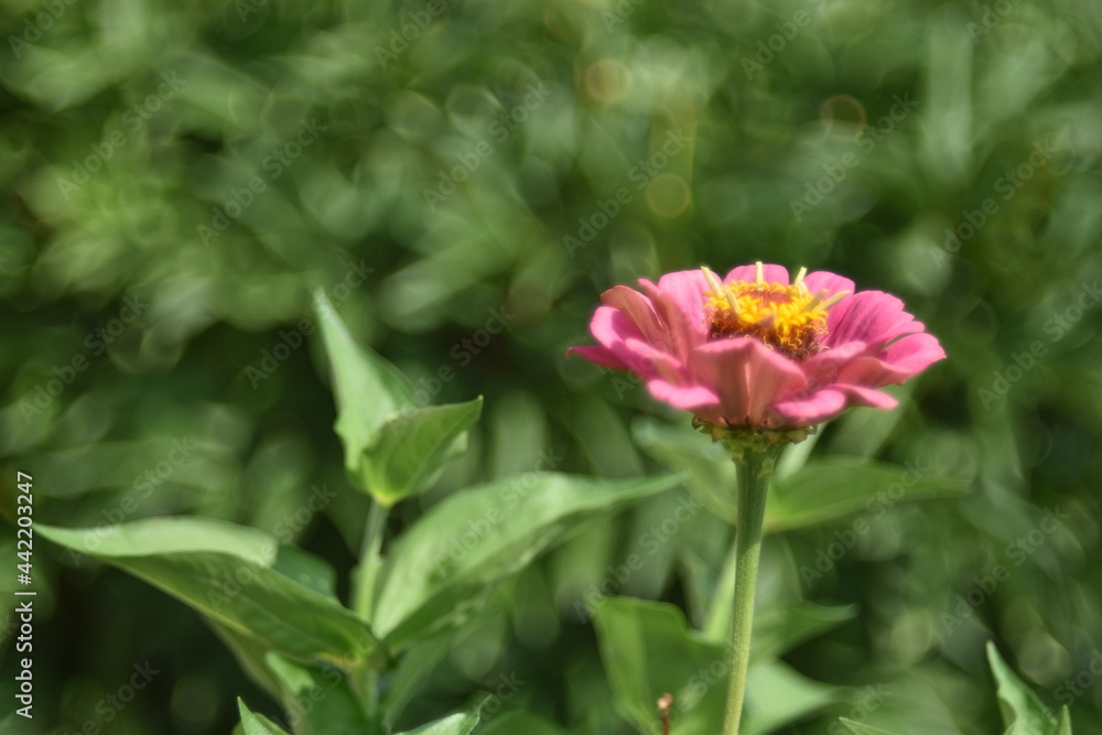 Colorful tsinia flowers taken from the side in the garden with bokeh Colorful tsinia flowers taken from the side in the garden with bokeh