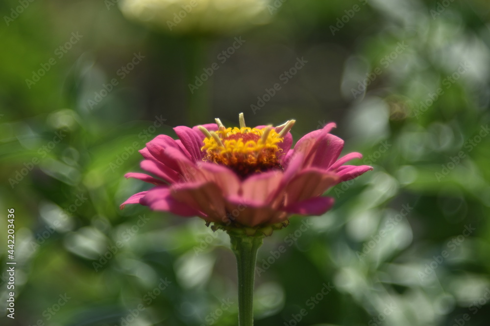 Colorful tsinia flowers taken from the side in the garden with bokeh Colorful tsinia flowers taken from the side in the garden with bokeh