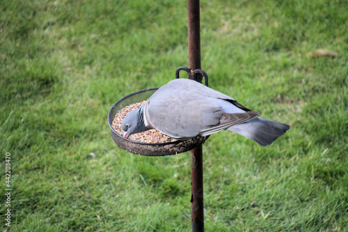 A Wood Pigeon on a bird feeder