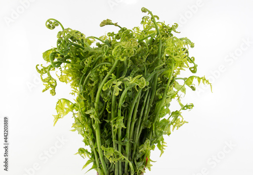 Obraz na plátně A bunch of Fresh Diplazium esculentum or edible vegetable fern on white background found in Asia and Oceania on white background